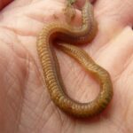 lake striped worm 57621 1280