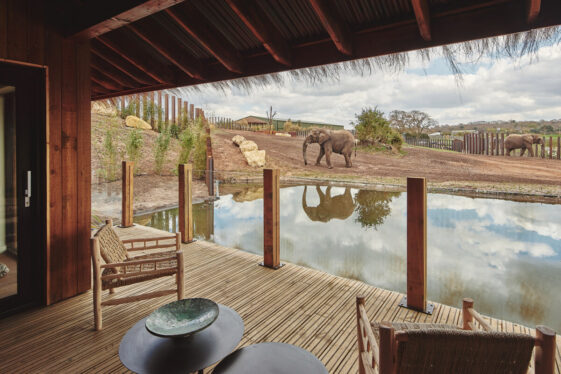 First Ever Safari Lodges Where Elephants Roam Next To Room