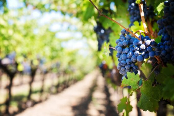 california winery offers job