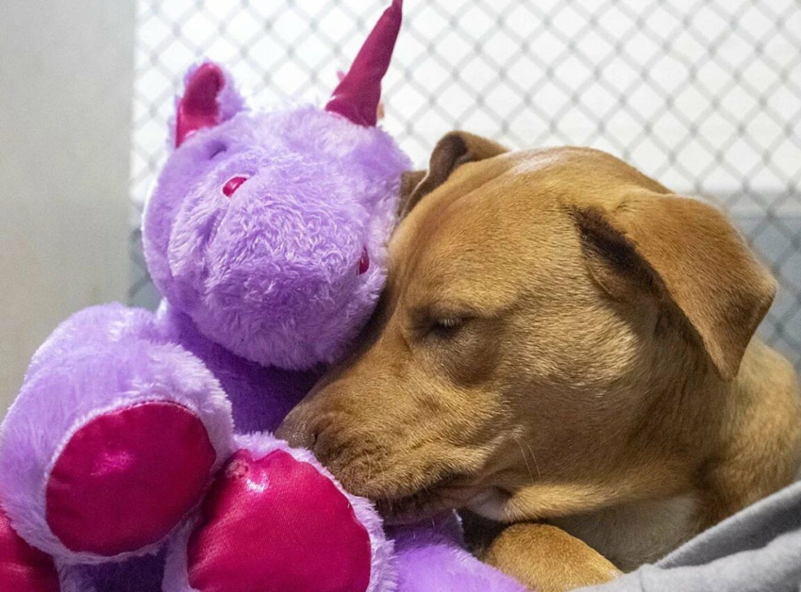 dog steals purple unicorn