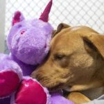 dog steals purple unicorn