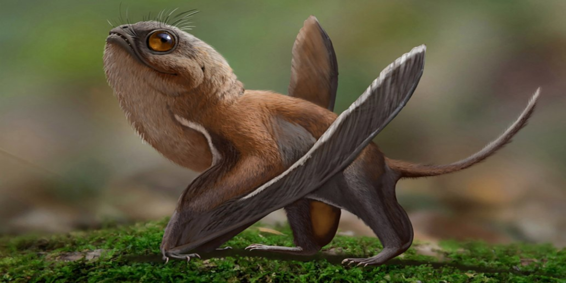 Scientist Compares Newly Discovered Dinosaur to Star Wars Porg