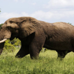 Suspected elephant poacher killed by herd of elephants in Africa
