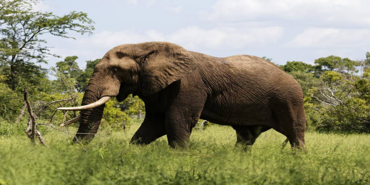 Suspected elephant poacher killed by herd of elephants in Africa