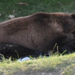 A man is attacked by a bear in Alaska and remains in surgery for more than four hours