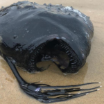A monstrous looking fish washed up on the shore of a California beach