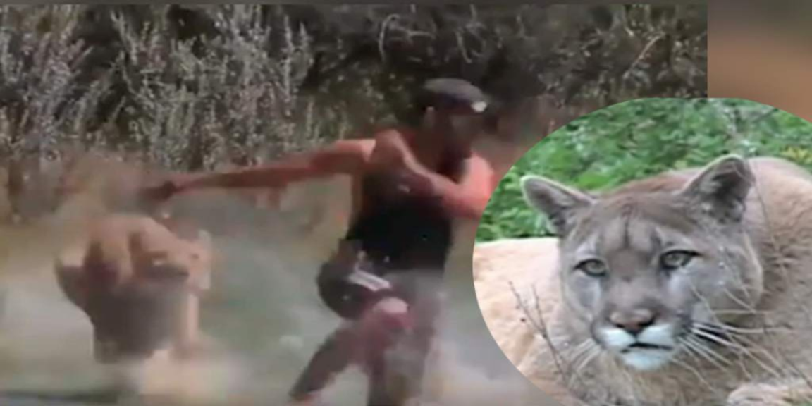 Man is chased by mountain lion for five minutes of panic and terror