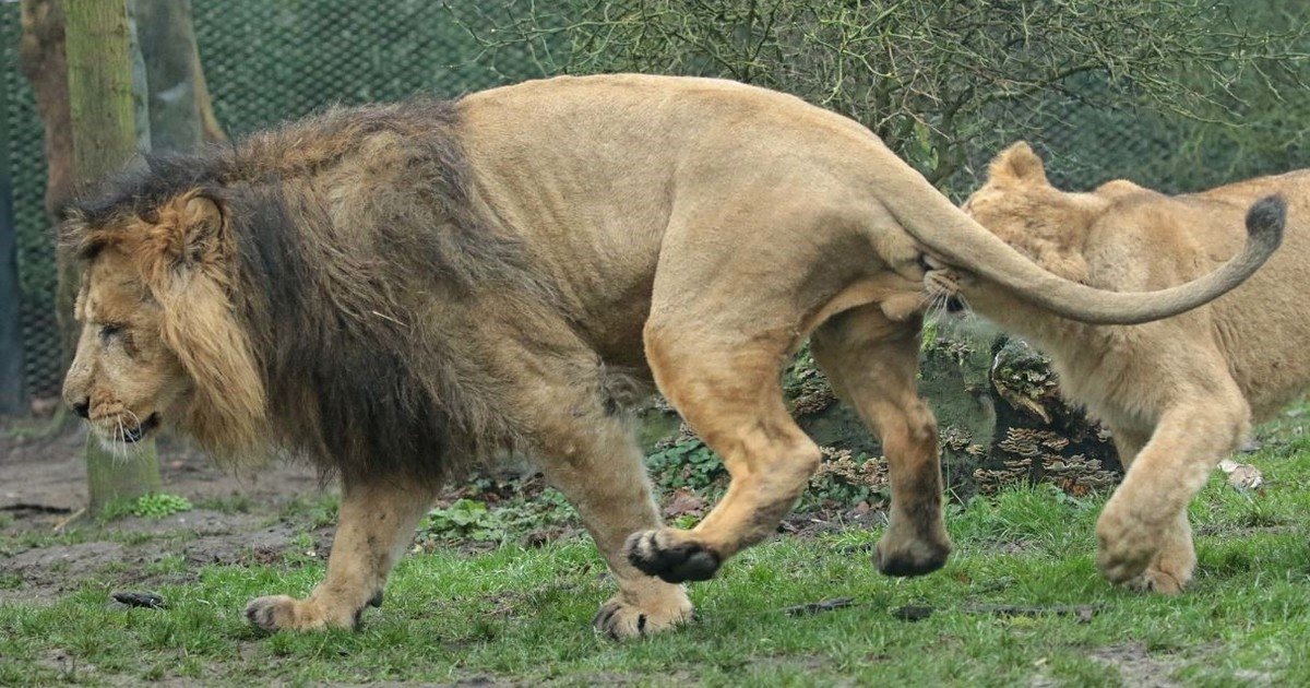 Lions are among the most sexually active animals in the animal kingdom