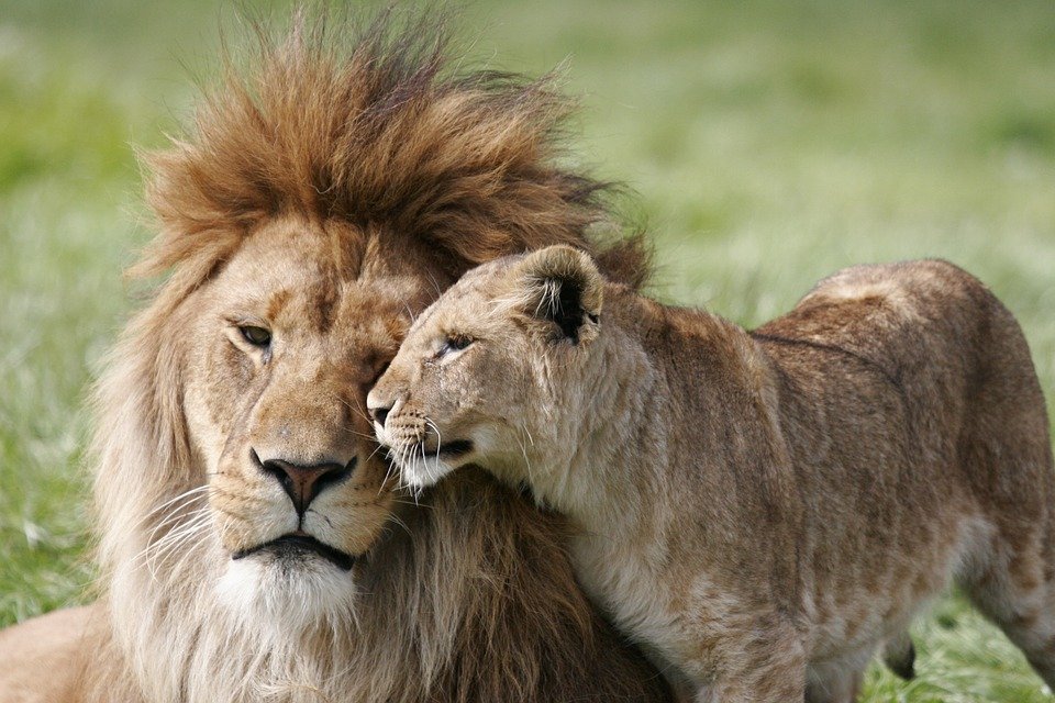 Lions are among the most sexually active animals in the animal kingdom