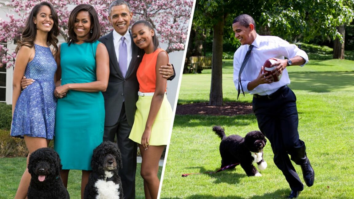 After a tough battle with cancer, the Obamas' former top dog Bo has died