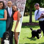 After a tough battle with cancer, the Obamas' former top dog Bo has died