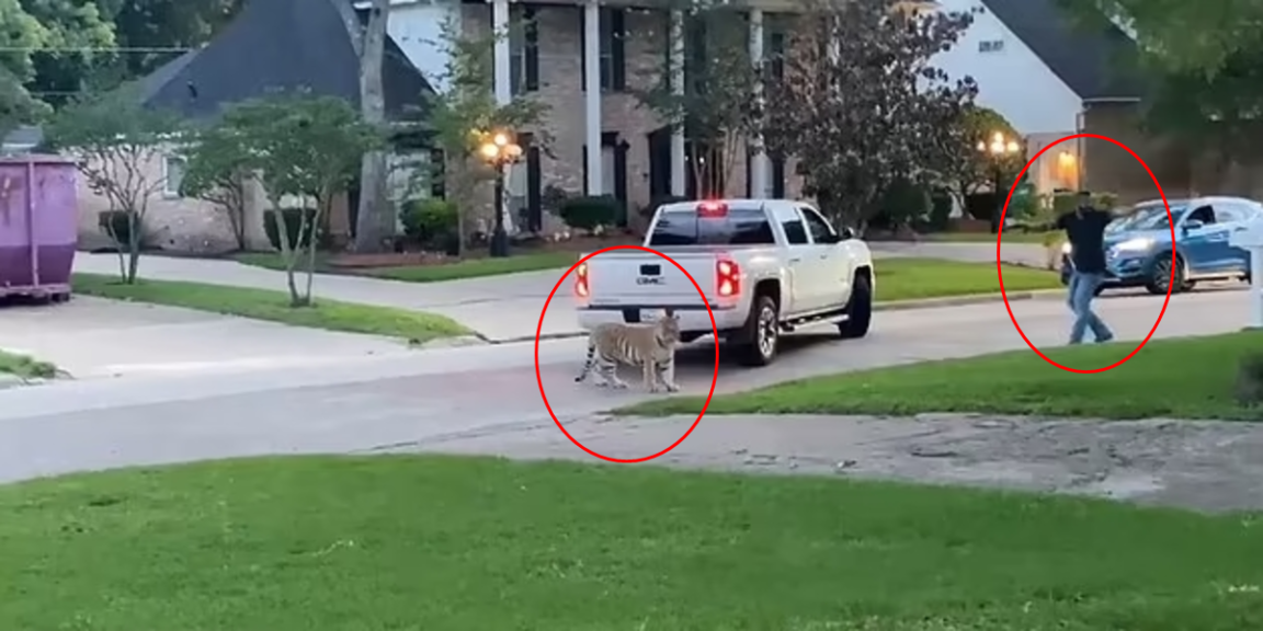 Tiger in Houston almost shot by neighbor, police chase ensues