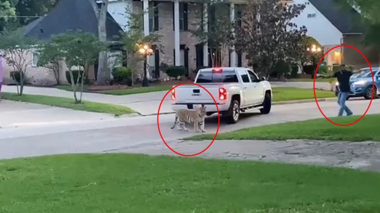 Tiger in Houston almost shot by neighbor, police chase ensues