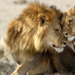 Lions are among the most sexually active animals in the animal kingdom