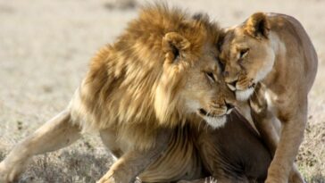 Lions are among the most sexually active animals in the animal kingdom