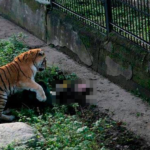 Two tigers kill their keeper after an attack in a Chinese zoo