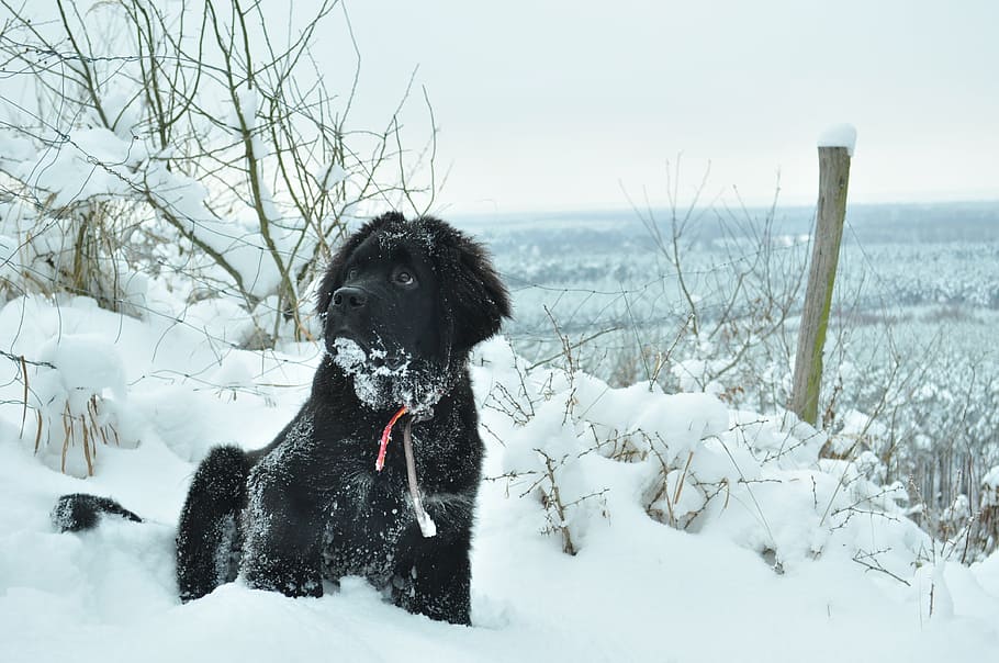 Meet the 10 largest dogs in the world