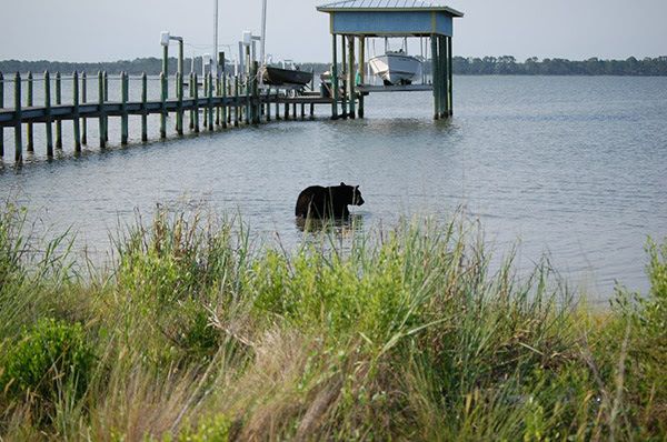 A man saved a bear from drowning off the coast of the Florida peninsula. The bear was first spotted wandering around the neighborhood looking for food and a resident of Alligator Point called police.