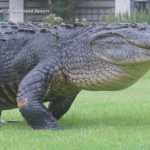 An 8-foot alligator was euthanized after it critically injured a woman