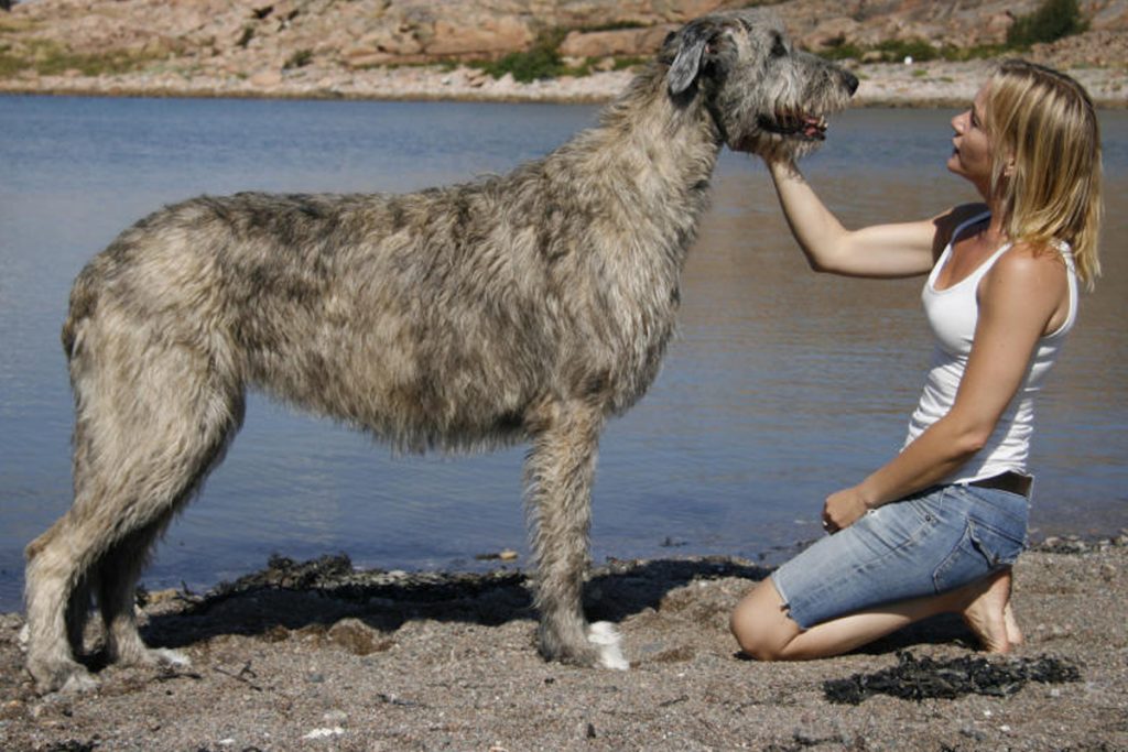 Meet the 10 largest dogs in the world