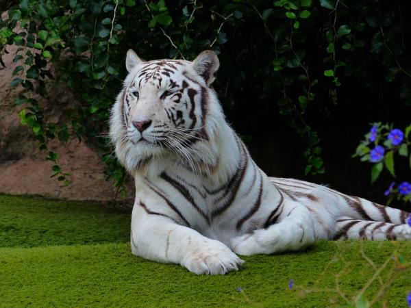 The 10 most beautiful animals in the world