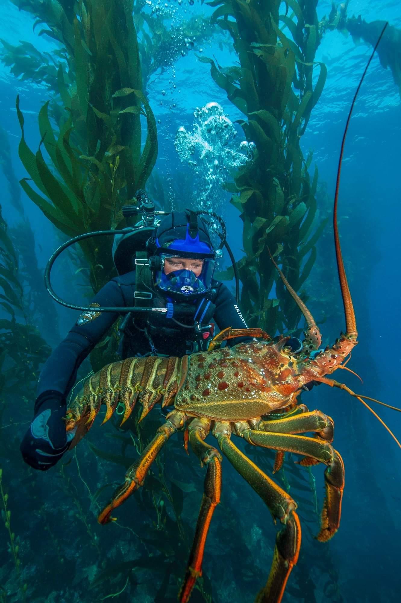 California Lobster