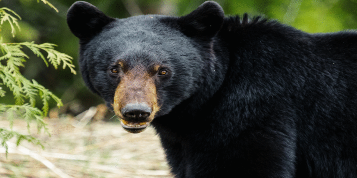 Colorado man suffers severe abuse at home from mother bear