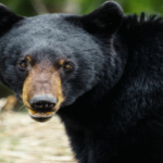 Colorado man suffers severe abuse at home from mother bear