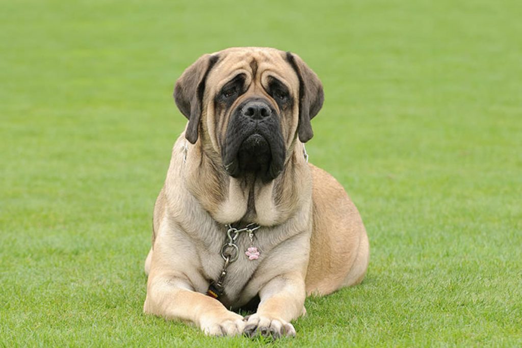 Meet the 10 largest dogs in the world