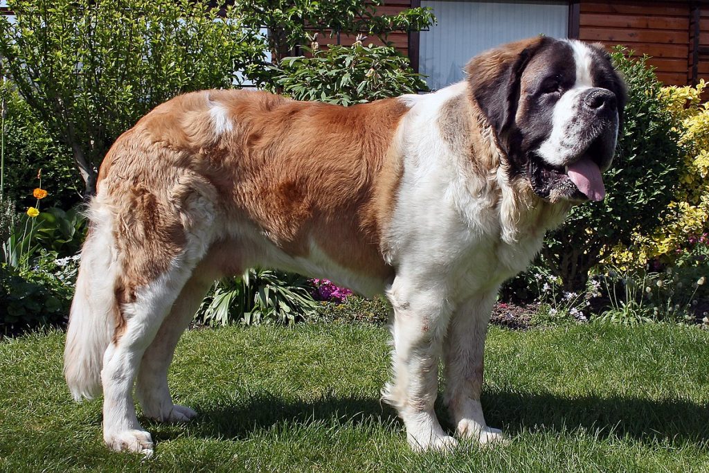 Meet the 10 largest dogs in the world