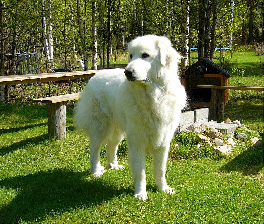 Meet the 10 largest dogs in the world