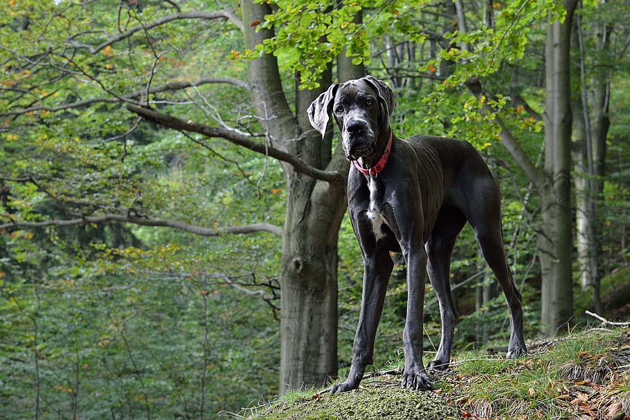 Meet the 10 largest dogs in the world