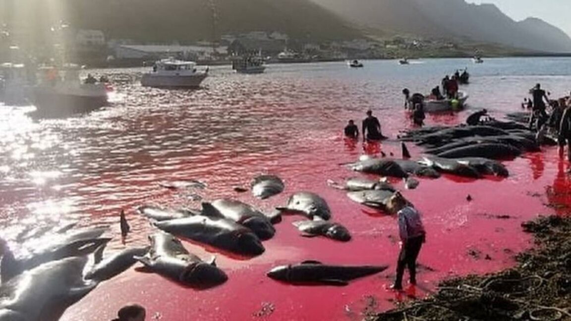 The Faroe Islands have cruelly slaughtered 131 whales in the last 24 hours