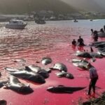 The Faroe Islands have cruelly slaughtered 131 whales in the last 24 hours