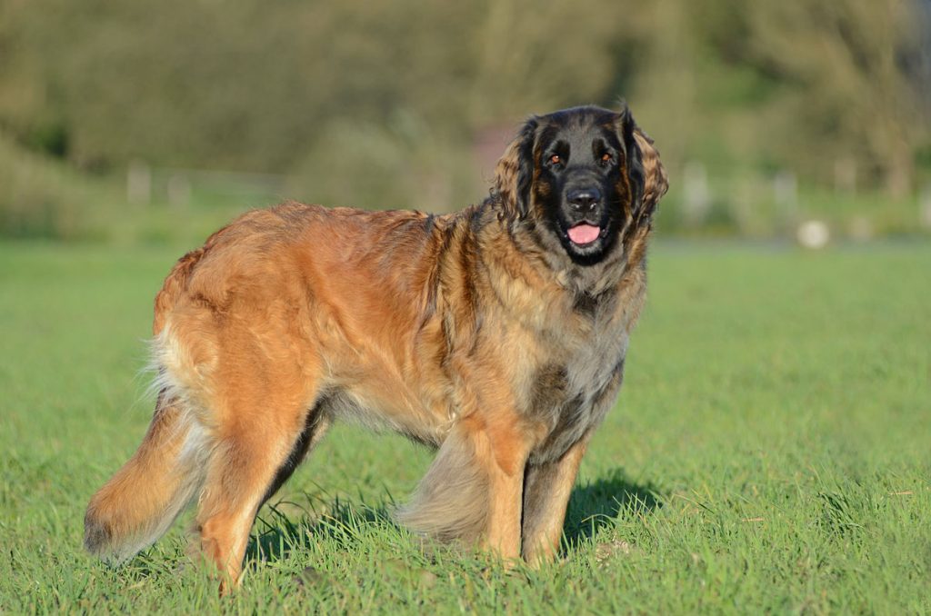 Meet the 10 largest dogs in the world