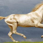 Originally from Asia, Akhal-Teke, divine horses bathed in gold