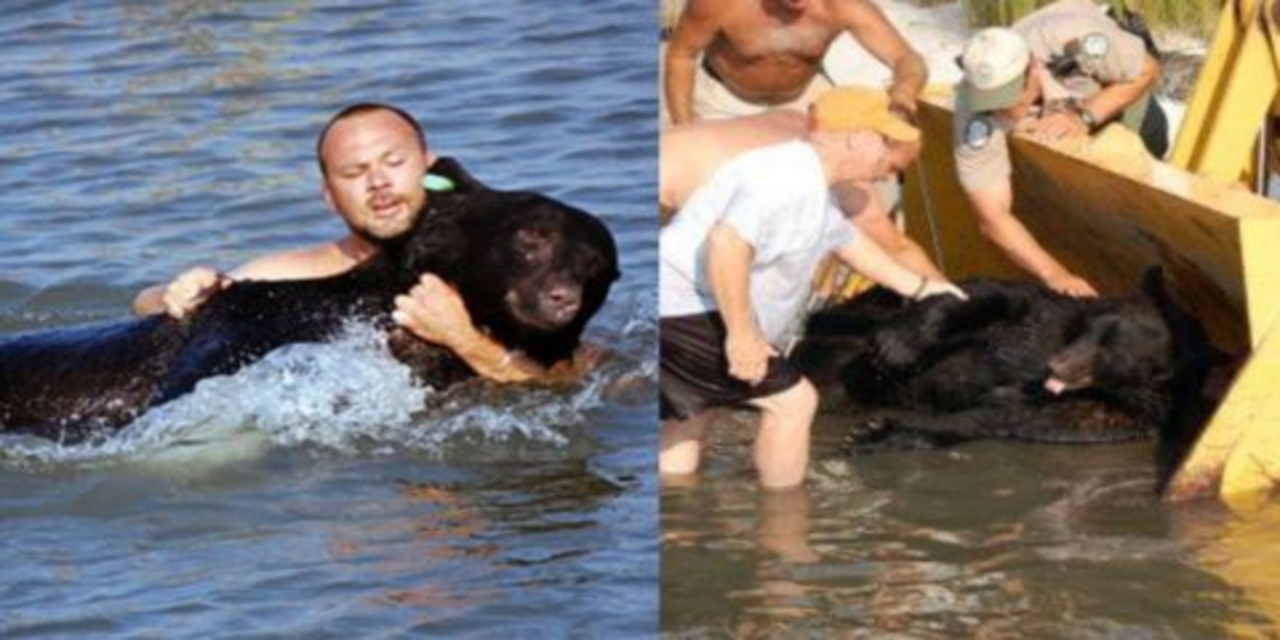 Man saved 375-pound black bear from drowning