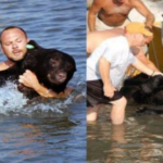 Man saved 375-pound black bear from drowning