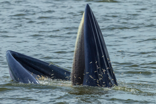 Whales are the largest animals in the seas and oceans