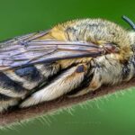 Have you ever wondered if insects sleep?
