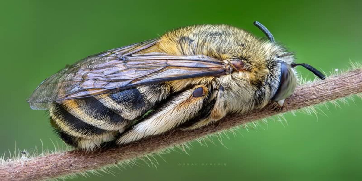 Have you ever wondered if insects sleep?