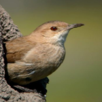 Nature making architecture: the constructions of the Hornero bird