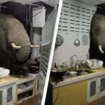 Elephant sneaked into woman's home in search of food