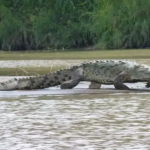 Huge crocodile rumored to have eaten 300 people still at large