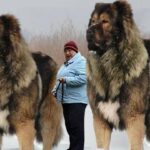 Meet the 10 largest dogs in the world