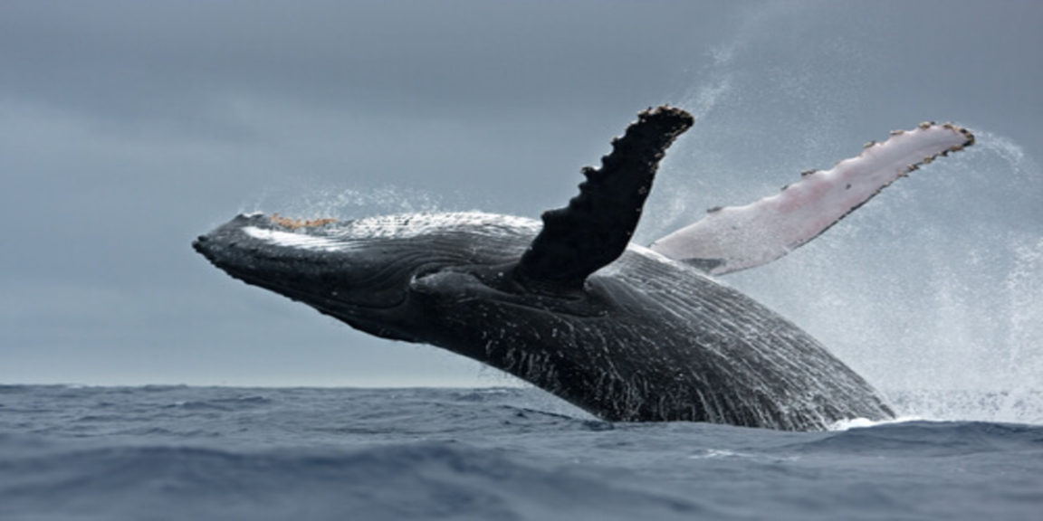 Whales are the largest animals in the seas and oceans