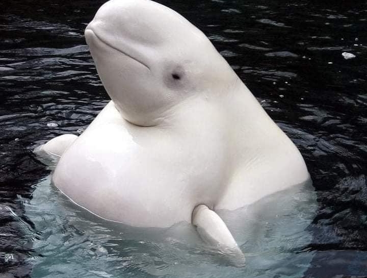In the animal kingdom, gestation is also a long and difficult process