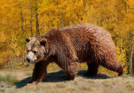 Size comparison of black, grizzly and polar bears