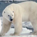 Size comparison of black, grizzly and polar bears