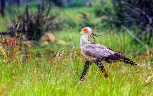 When we talk about a bird of prey, we all visualize an eagle: a stout bird with a powerful beak, brownish tones and short but strong legs. However, few know that there is a bird of prey very different from the rest: the secretary.  A terrestrial bird of prey  The secretary bird (Sagittarius serpentarius) is a large African bird of prey that is surprisingly the only bird of prey that is primarily terrestrial. This bird belongs to the Accipitriformes, which includes more or less every diurnal bird of prey.  However, it is very particular. As already mentioned, it is terrestrial, which has earned it its own taxonomic family: the secretary is the only bird found in the family Sagittariidae.